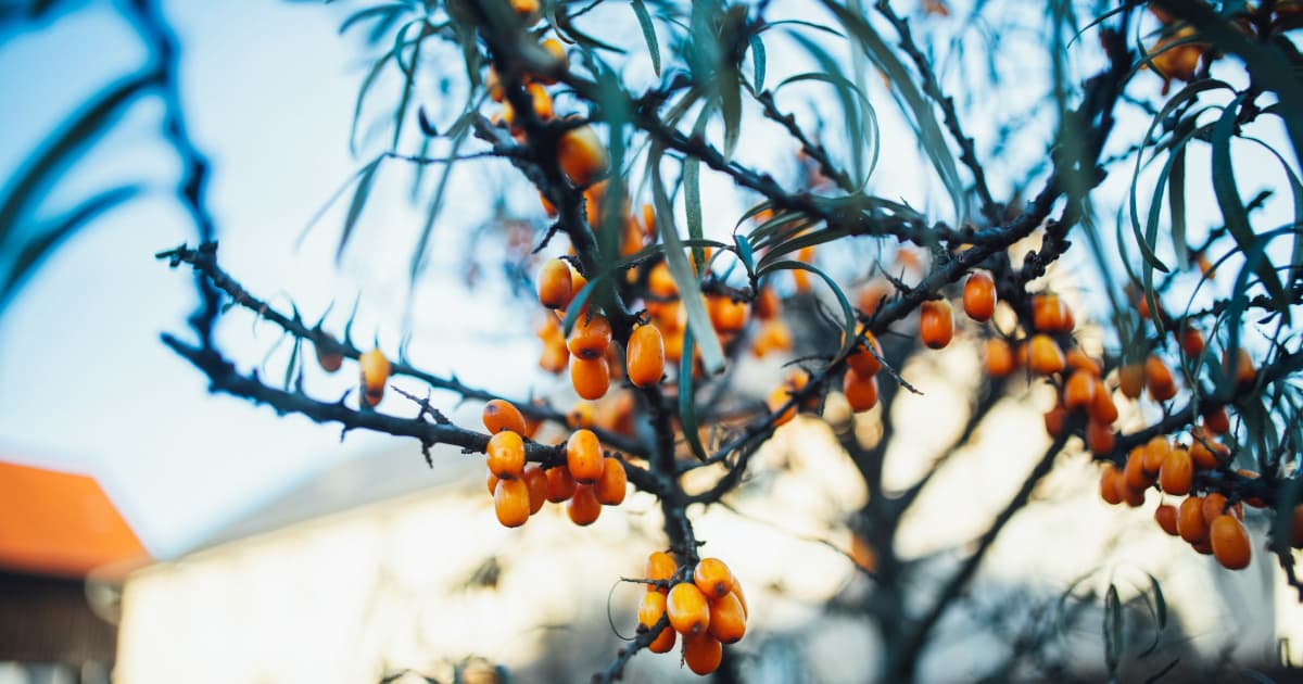 FAQ: UroLux Concierge's Specialized Center for Menopausal Women During Holiday Stress