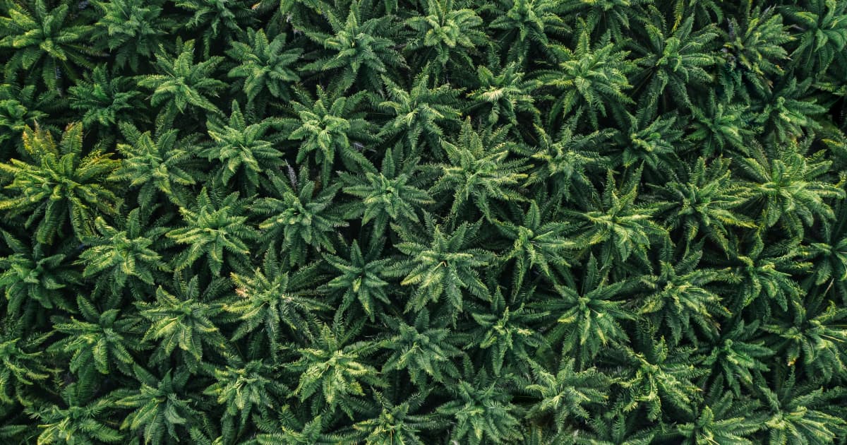 FAQ: New Federal Law Giving States Power to Regulate Hemp THC