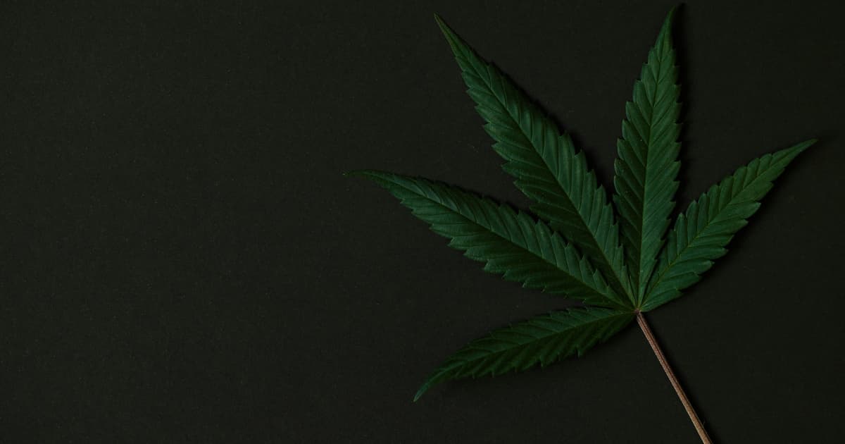 FAQ: Trump's Support for Hemp THC Ban in Government Reopening Bill