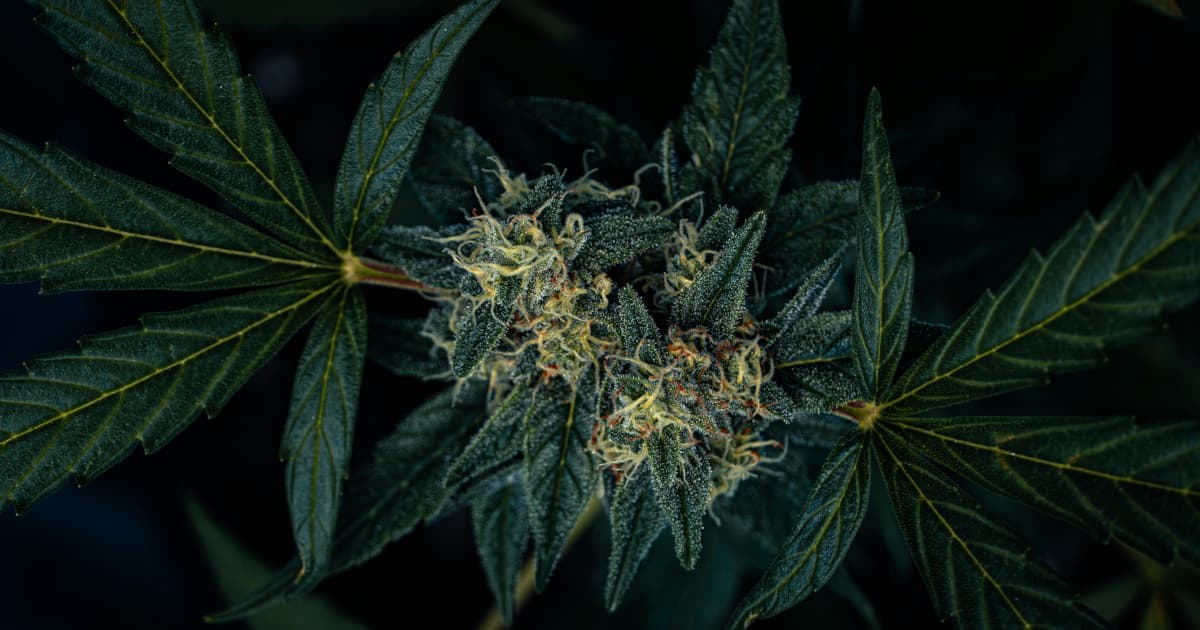 FAQ: Michigan's Defense of New Marijuana Taxes and Industry Implications